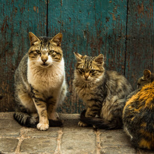 Group of stray cats at front door in Morocco PARLANT D’ANIMALS DE COMPANYIA