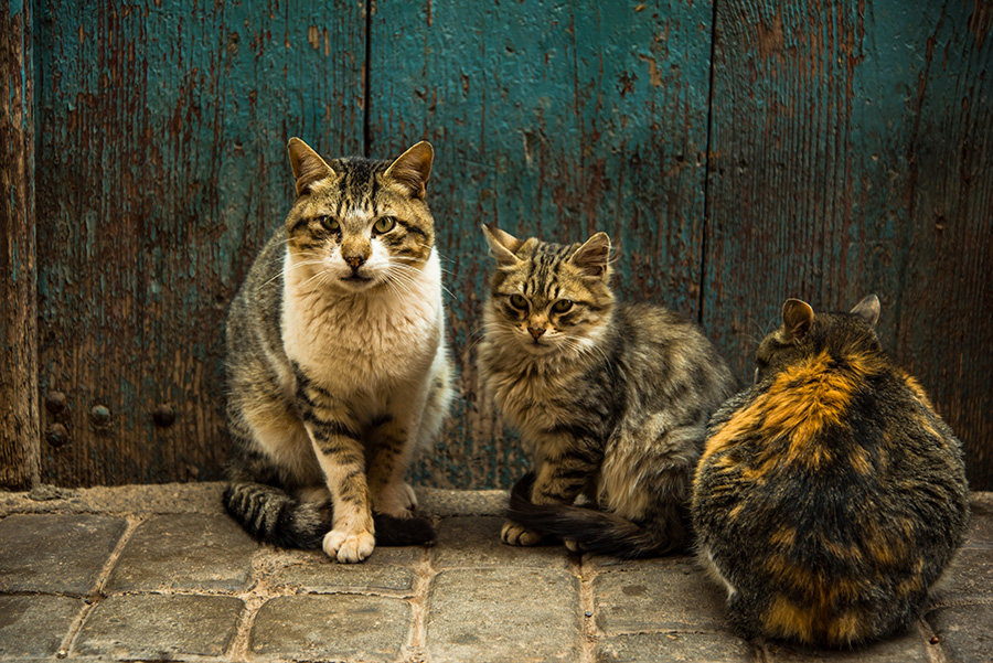 PARLANT D’ANIMALS DE COMPANYIA